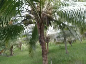 Coconut Land For Sale Vitharandeniya Thangalla
