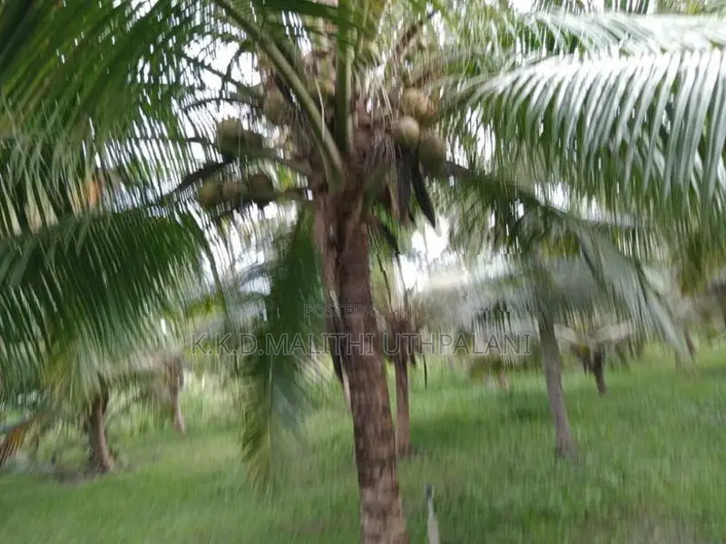 Coconut Land For Sale Vitharandeniya Thangalla