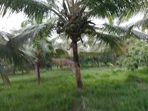 Coconut Land For Sale Vitharandeniya Thangalla