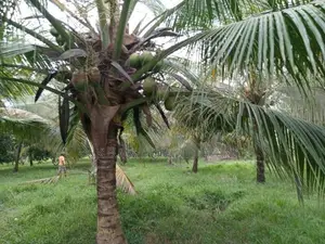 Coconut Land For Sale Vitharandeniya Thangalla