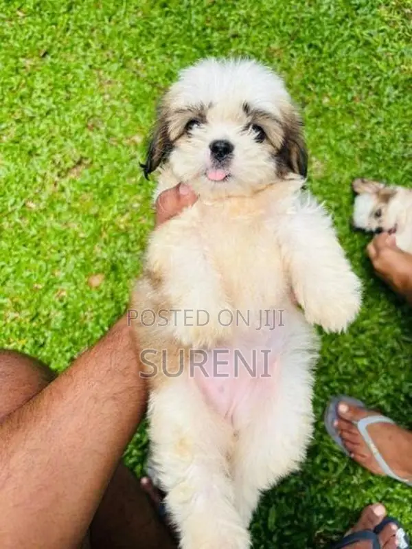 Shih Tzu Puppies