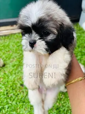 Shih Tzu Puppies