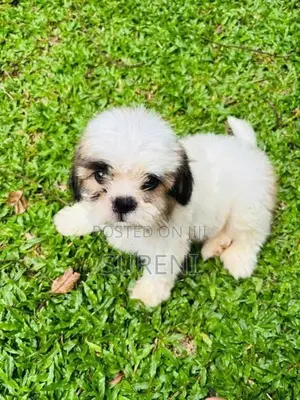 Shih Tzu Puppies