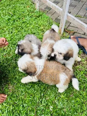 Shih Tzu Puppies
