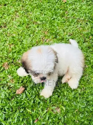 Shih Tzu Puppies
