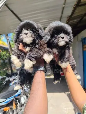 Shih Tzu Puppy