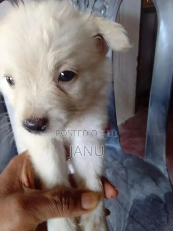 Pomeranian Puppies
