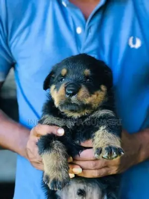 Rottweiler Puppies