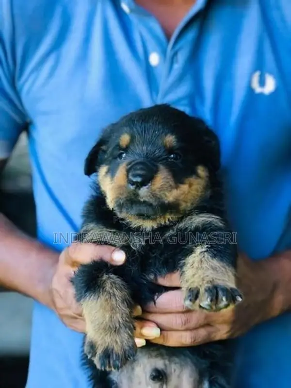 Rottweiler Puppies