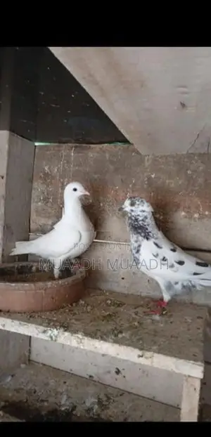Indian Pigeons