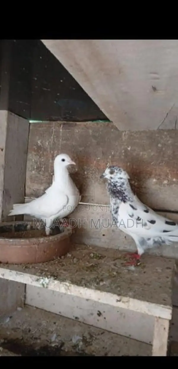 Indian Pigeons