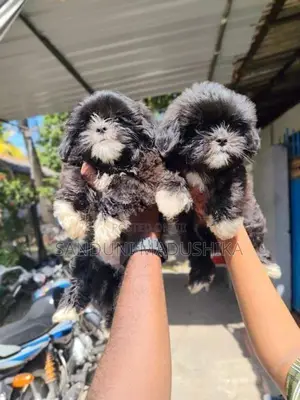 Shih Tzu Puppy