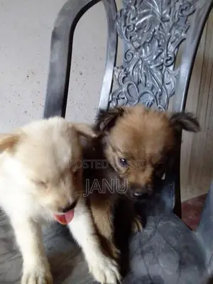 Pomeranian Puppies