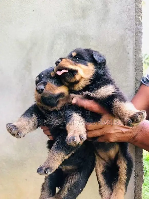 Rottweiler Puppies