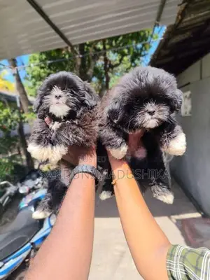 Shih Tzu Puppy