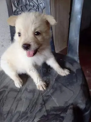 Pomeranian Puppies