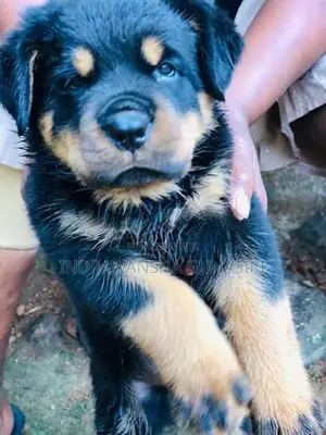 Rottweiler Puppies