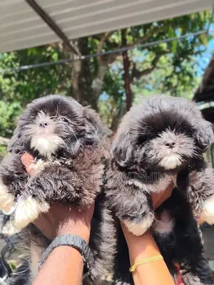 Shih Tzu Puppy