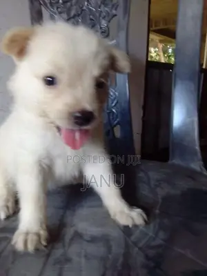 Pomeranian Puppies