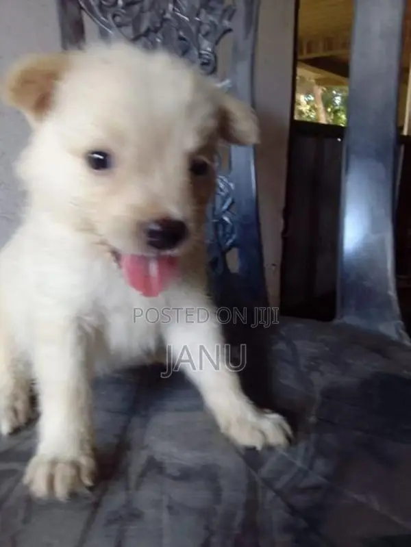 Pomeranian Puppies