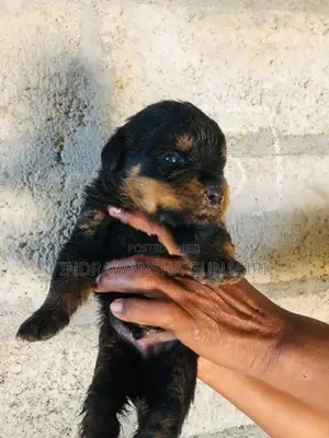 Rottweiler Puppies