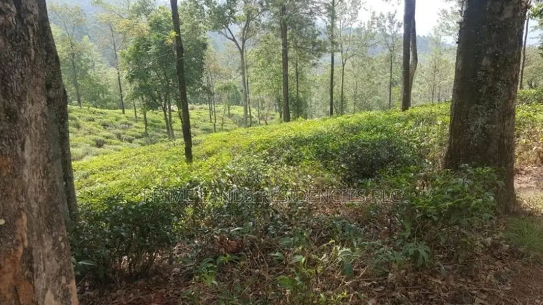 Land for sale in Pussellawa