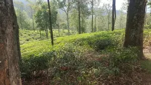 Land for sale in Pussellawa