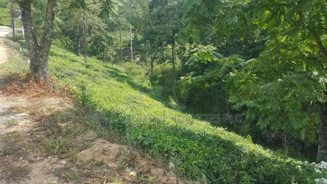 Land for sale in Pussellawa