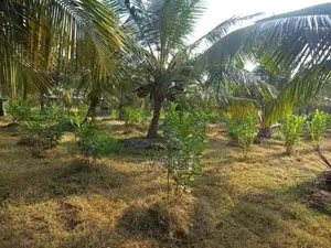 Land With House Sale in Baranakattuwa Mundalama