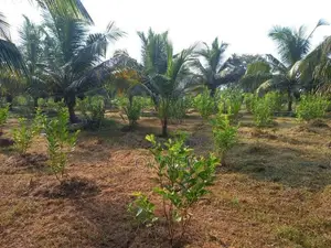 Land With House Sale in Baranakattuwa Mundalama