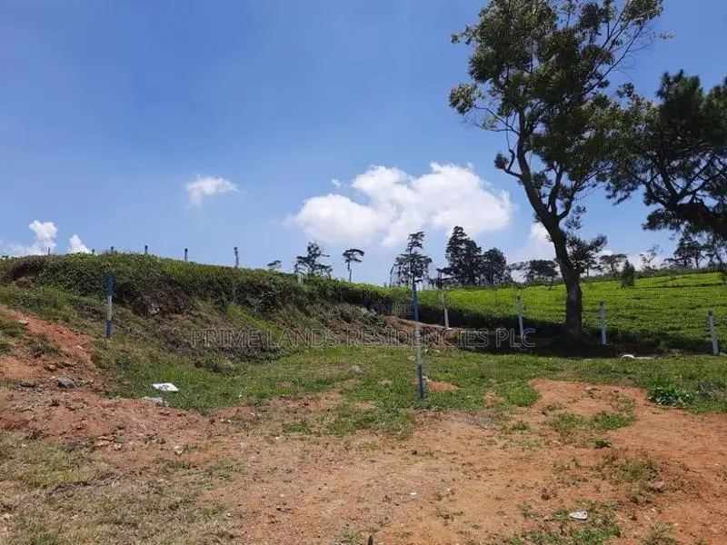 Valuable land for sale in Nuwaraeliya
