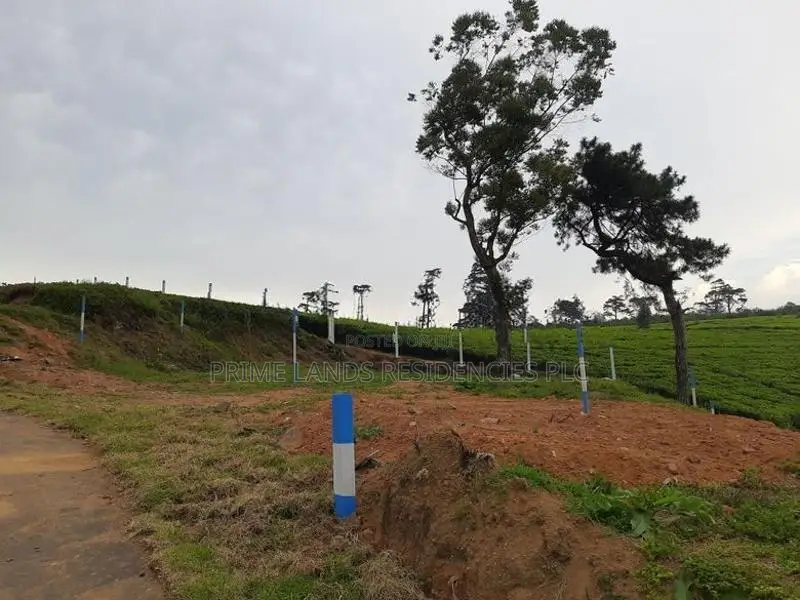 Valuable land for sale in Nuwaraeliya