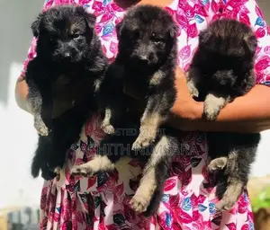 German Shepherd Puppies