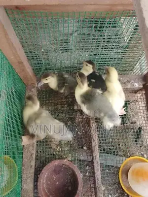 Muscovy Duck Chicks