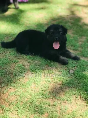 German Shepherd Puppies