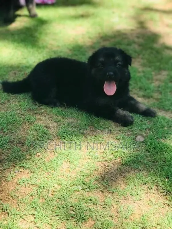 German Shepherd Puppies
