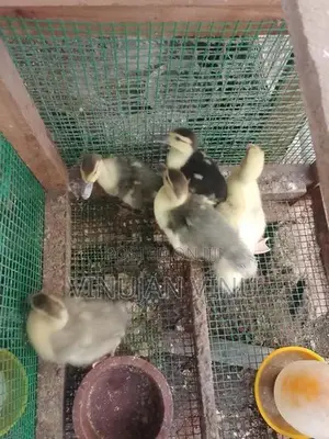 Muscovy Duck Chicks