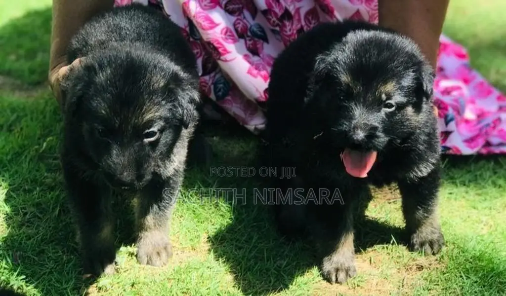 German Shepherd Puppies