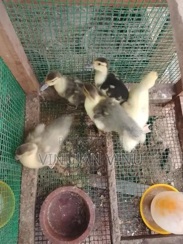 Muscovy Duck Chicks