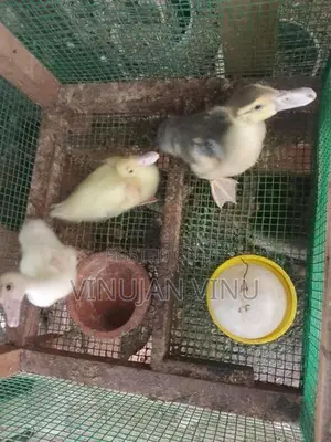 Muscovy Duck Chicks