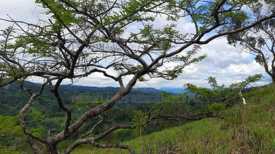 Valuable land for sale in Nillamba