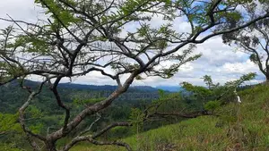 Valuable land for sale in Nillamba