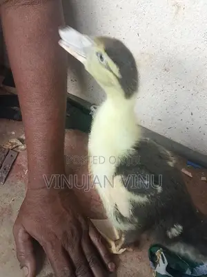 Muscovy Duck Chicks
