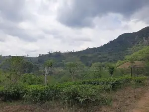 Land for sale in Pundaluoya