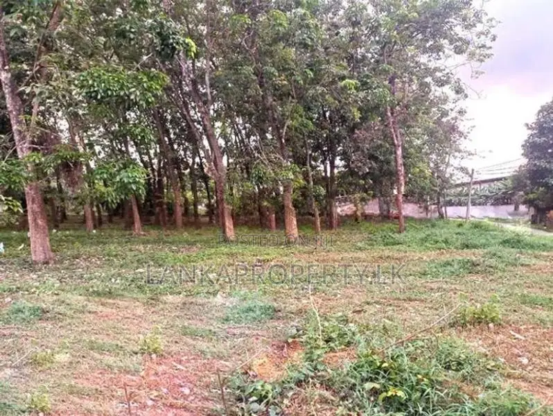 Prime Commercial Rubber Land for Sale in Biyagama.