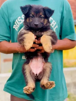German Shepherd Long Coat Puppies