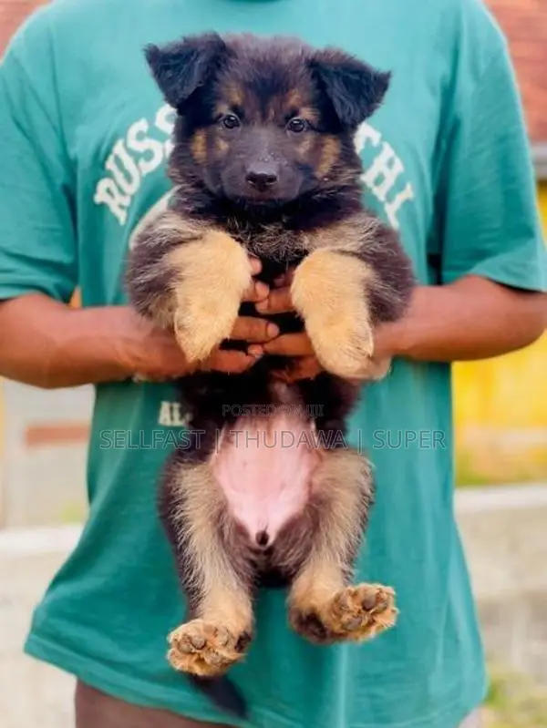 German Shepherd Long Coat Puppies