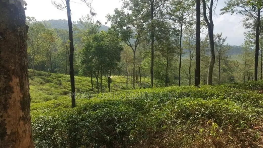 Valuable Land for sale in Pussellawa