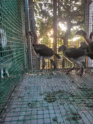 Chickens