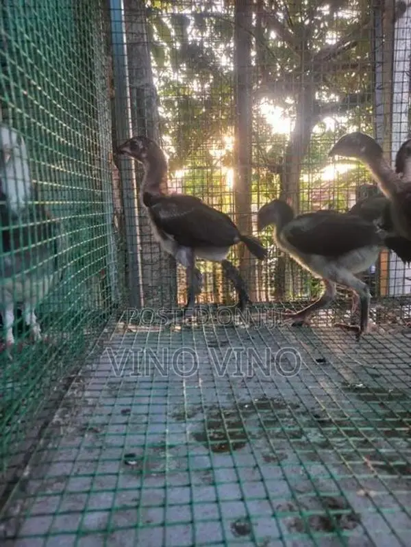 Chickens